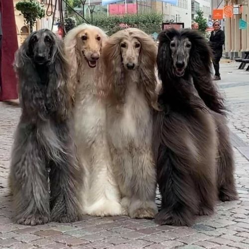 WhatsApp Image 2025-01-17 at 4.52.27 PM